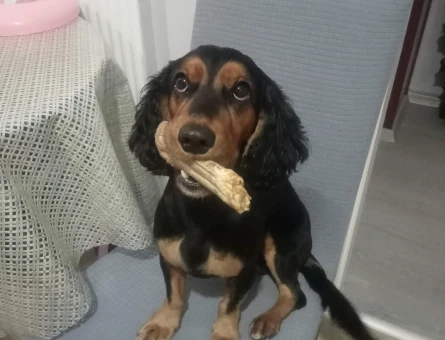 English Cocker Yakışıklı Oğluma Eş Arıyorum - 118984194