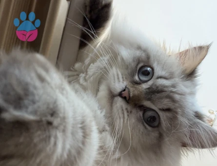British longhair Erkek kedime eş Arıyoruz - 118984195