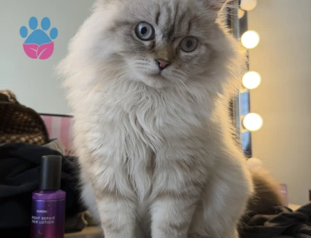 British longhair Erkek kedime eş Arıyoruz