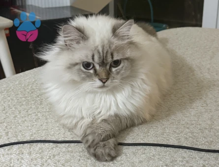 British longhair Erkek kedime eş Arıyoruz