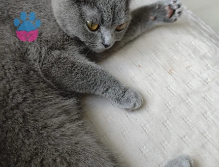 Scottish Fold Kedime Eş arıyorum - 118984196