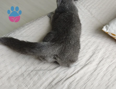 Scottish Fold Kedime Eş arıyorum