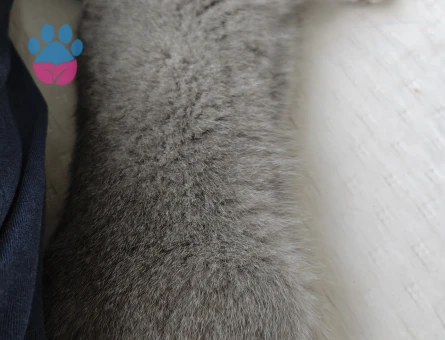 Scottish Fold Kedime Eş arıyorum