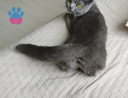 Scottish Fold Kedime Eş arıyorum
