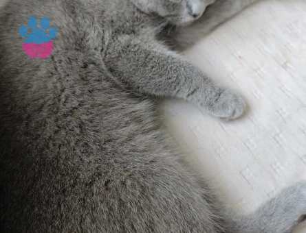 Scottish Fold Kedime Eş arıyorum