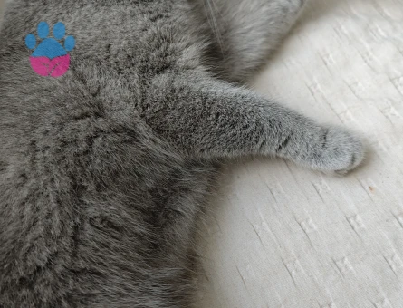 Scottish Fold Kedime Eş arıyorum