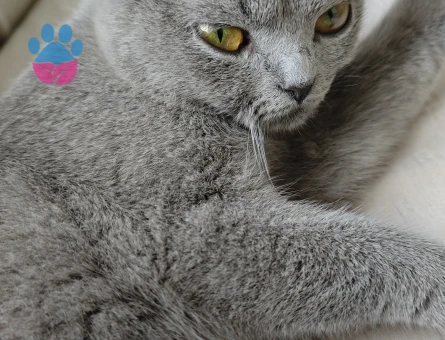 Scottish Fold Kedime Eş arıyorum