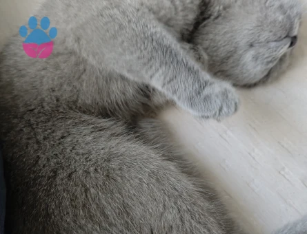 Scottish Fold Kedime Eş arıyorum