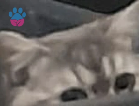 British Shorthair 1 Yaşında Eş Arıyor