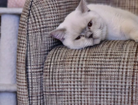 British Shorthair Kedime Eş Arıyorum - 118970380