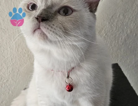 British Shorthair Kedime Eş Arıyorum