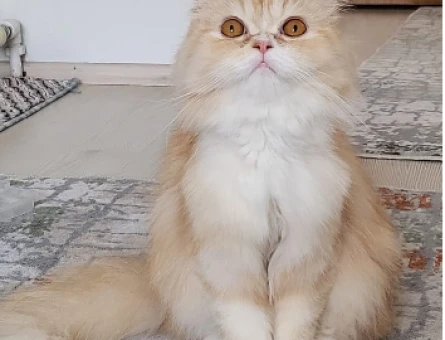chinchilla Kedime Eş Arıyorum - 118970382