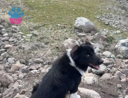 Oğlumuza dişi Border Collie arıyoruz