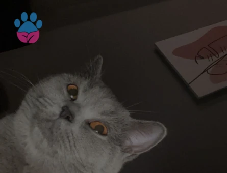 British Prensesimize Eş Arıyoruz