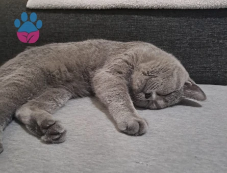 British Prensesimize Eş Arıyoruz