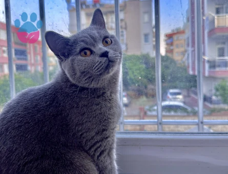 British Prensesimize Eş Arıyoruz