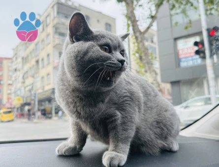 British Prensesimize Eş Arıyoruz