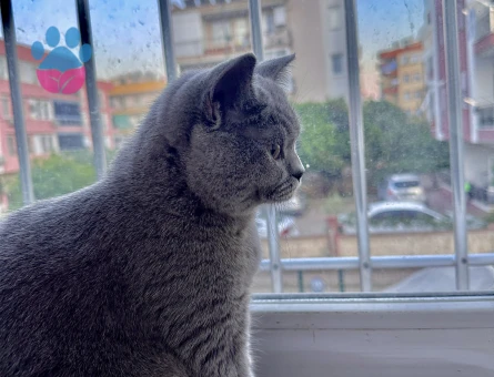 British Prensesimize Eş Arıyoruz