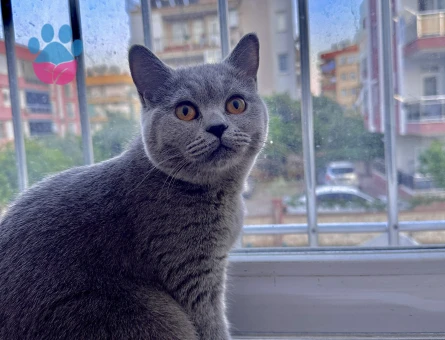 British Prensesimize Eş Arıyoruz