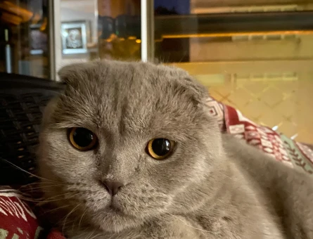 Scottish fold 1 yaşında - 118978509