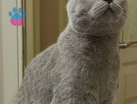 Scottish fold 1 yaşında