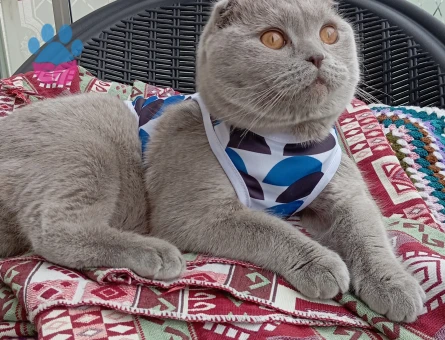 Scottish fold 1 yaşında