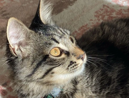 Tekir kedi eş - 118978511