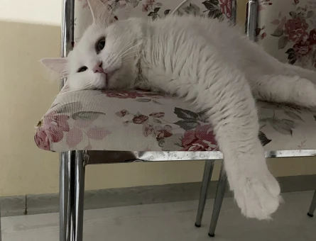 Ankara Kedisi Yıldız - 118978512