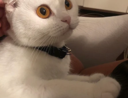 Scottish fold dişi kedimize eş arıyoruz - 118978513