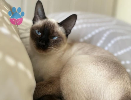 Guzeller Guzelı Siyam Kedımıze Damat Arıyoruz