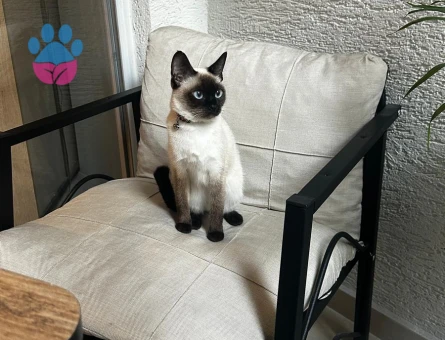 Guzeller Guzelı Siyam Kedımıze Damat Arıyoruz