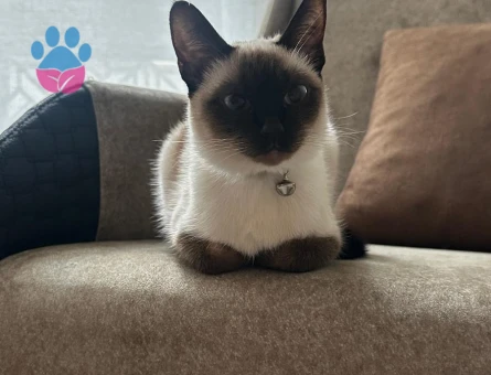 Guzeller Guzelı Siyam Kedımıze Damat Arıyoruz