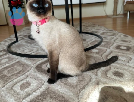 Guzeller Guzelı Siyam Kedımıze Damat Arıyoruz