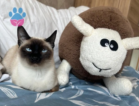 Guzeller Guzelı Siyam Kedımıze Damat Arıyoruz