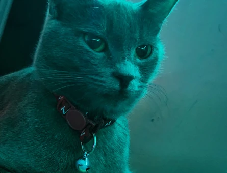 Russian blue - 118978520