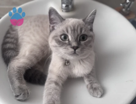 Kızıma eş arıyorum