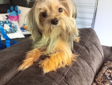 Yorkshire Terrier kızıma eş Arıyorum