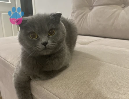 2 Yaşında Scottish Fold Kızım Eş Arıyor