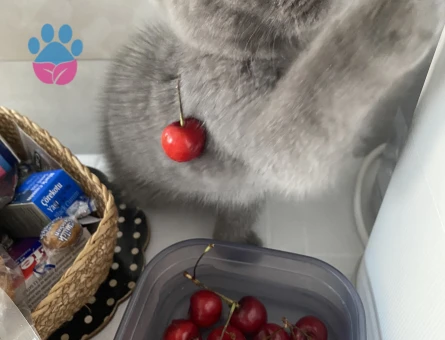 2 Yaşında Scottish Fold Kızım Eş Arıyor - 118984502