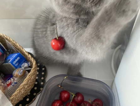 2 Yaşında Scottish Fold Kızım Eş Arıyor - 118984502