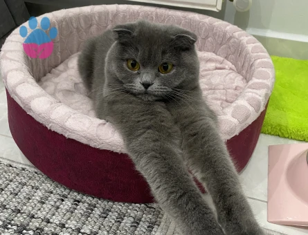 2 Yaşında Scottish Fold Kızım Eş Arıyor