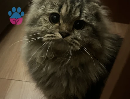 Scottish fold longhair kırma  karışık kahverengi kedime eş arıyorum