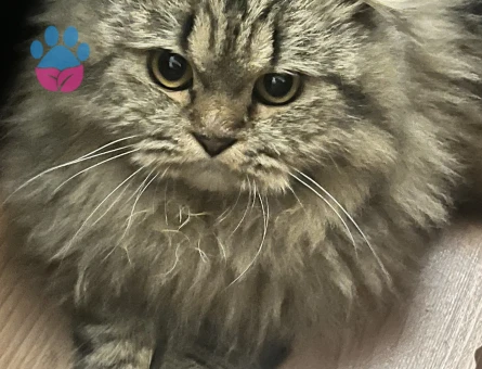 Scottish fold longhair kırma  karışık kahverengi kedime eş arıyorum - 118984504