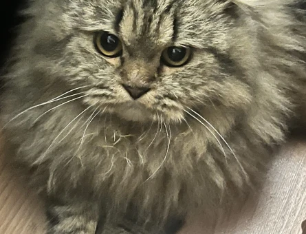 Scottish fold longhair kırma  karışık kahverengi kedime eş arıyorum - 118984504