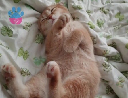 Scottish kızıma damat arıyorum