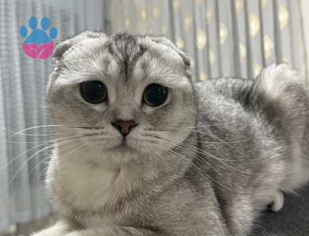 Munasip Koca Arıyoruz, British ve Scotish Hariç