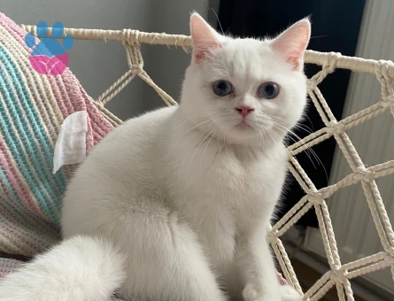 guzel linamiza yakışıklı eş arıyoruz