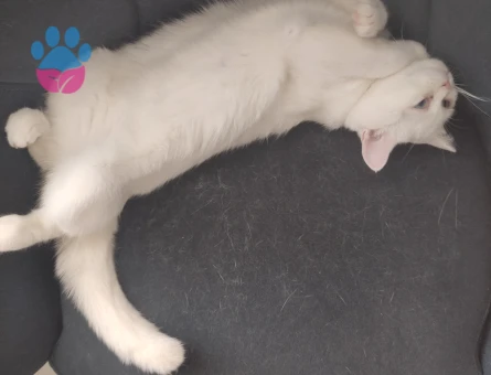 guzel linamiza yakışıklı eş arıyoruz