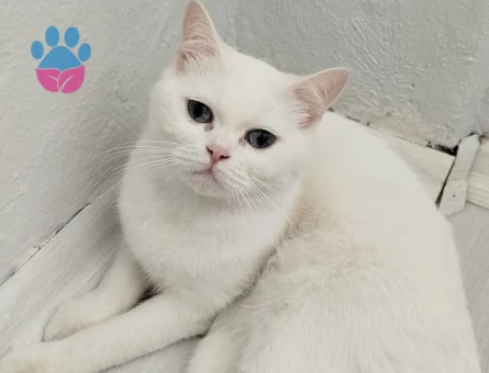 guzel linamiza yakışıklı eş arıyoruz