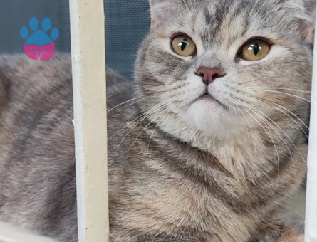 🐾 British Shorthair Pera için Eş Aranıyor 🐾